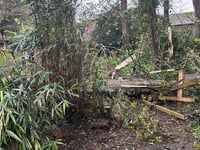 Storm Noa blows over a tree in Dawlish