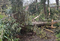 Storm Noa blows over a tree in Dawlish