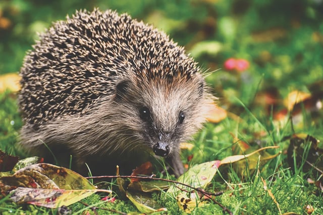 Robots are programmed for hedgehog safety