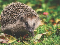 Charity shares tips ahead of Hedgehog Awareness Week