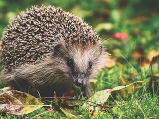 Charity shares tips ahead of Hedgehog Awareness Week