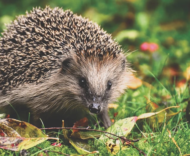 Help hedgehogs this Spring, charity says 