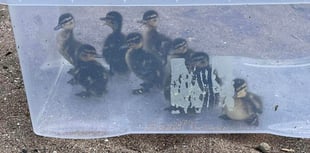 Rescuer boxes clever with runaway ducklings