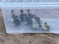 Rescuer boxes clever with runaway ducklings