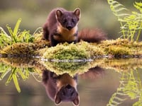 Chance to meet team behind pine martens project