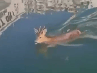 Scallop divers rescue young deer drowning in harbour