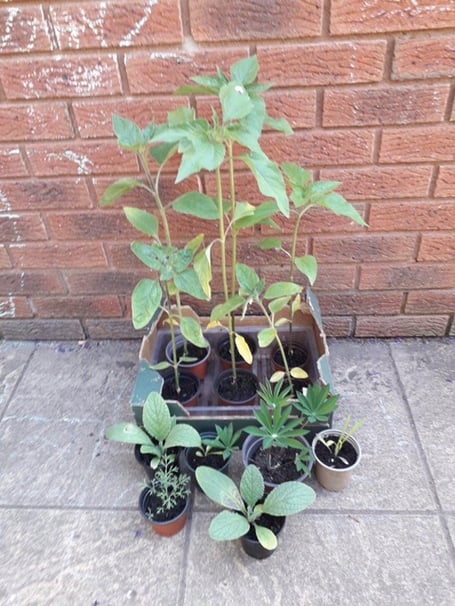 Plant swap in Exminster 