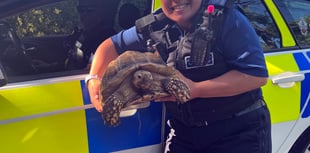 Darwin the tortoise has a brush with the law!