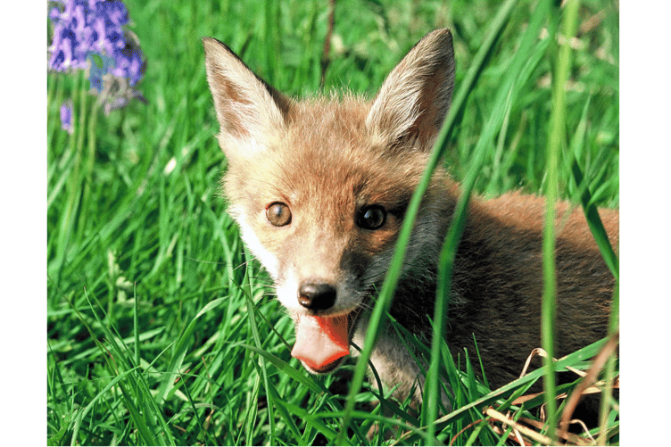 Andrew Cooper enjoyed the thrill of a close encounter of a wild kind with his fox cub.