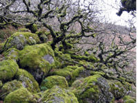 Ancient Dartmoor woodland will double in size