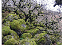 Ancient Dartmoor woodland will double in size