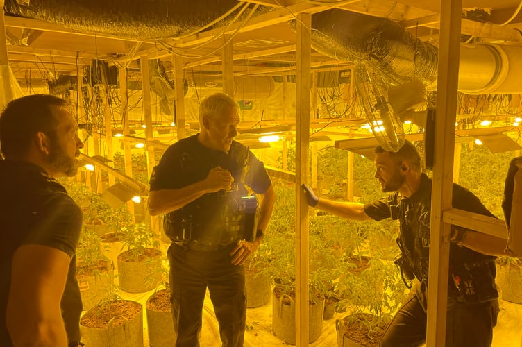A police raid on a former nightclub in Torquay seized 416 cannabis plants.
Picture|: Police (5-7-23)