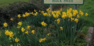 Last chance to enter Dawlish In Bloom 