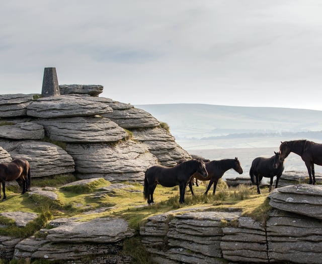Competition to capture the charm of Dartmoor ponies in pictures