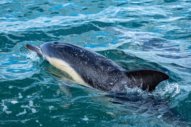 Devon Sea Safari