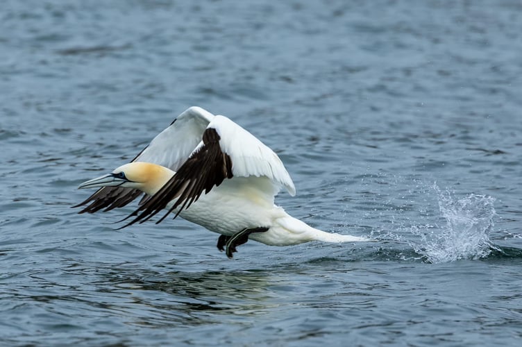 Devon Sea Safari