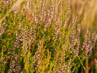 Join in with first nature walk around Chudleigh Knighton 