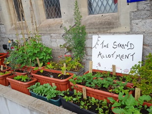Mini allotment launched in town centre 