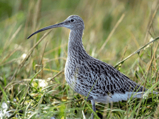 Curlew conservation programme on Dartmoor continues