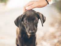 Council's temporary stray dog measures amid parvovirus