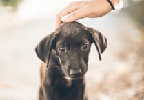 Teignbridge tackles stray dog virus with temporary measures