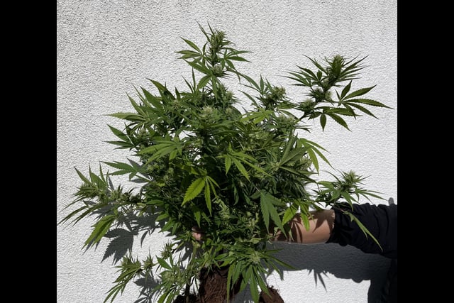 Police seize plants after reports of cannabis growing in garden