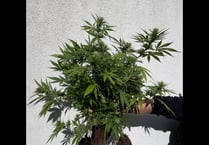Police seize plants after reports of cannabis growing in garden