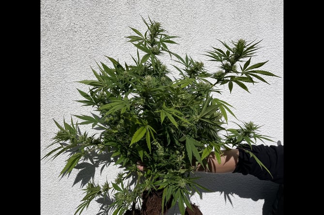 Police have seized plants after reports of cannabis growing in a Dawlish garden.
Picture: Teignmouth and Dawlish police (4-8-23)