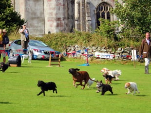 Everything you could want at a country fair including a terrier race!