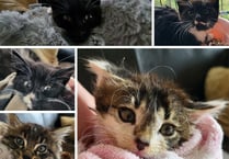 Feral kittens rescued from water treatment plant by cat charity