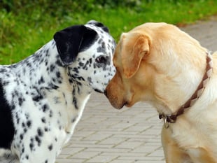 Dog Day Out for special event