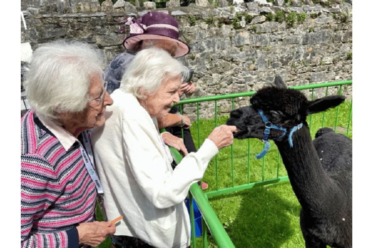 Alpacas Xander, Juniper and Thunderball were the guests of honour at the monthly memory cafe at St Andrew’s Church Hall in Ashburton.