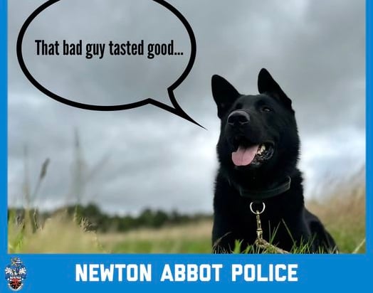Police Dog Bill is picking up a lot of hearts and likes on International Dog Day.
Picture: Newton Abbot Police (26-8-23)