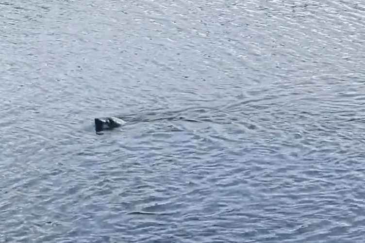 Submarine? No, remote operated submersible? Again, no. It's a seal!