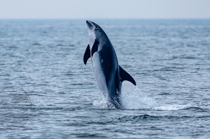 White-beaked dolphin