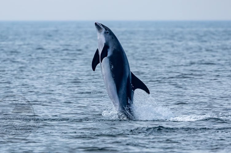 White-beaked dolphin