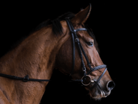 Appeal to complete racehorse census