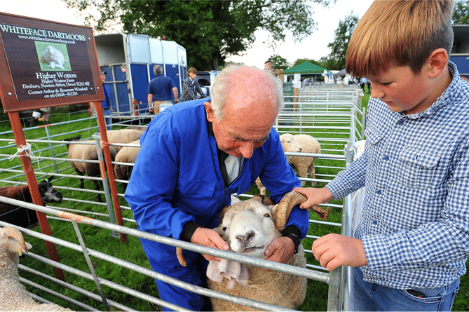 A quick face clean for a Whiteface Dartmoor sheep from Arthur Wrayford assisted by John Weaving.