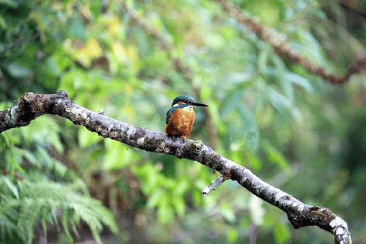 In Search of Kingfishers by Kirsty.