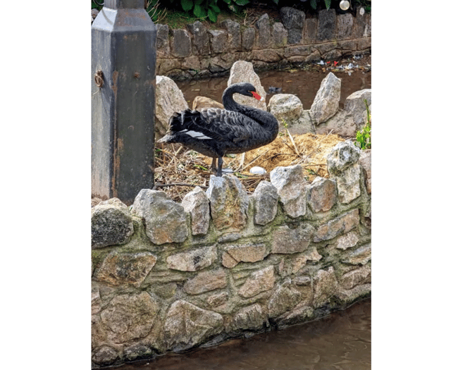 Town's iconic population of swans are breeding again