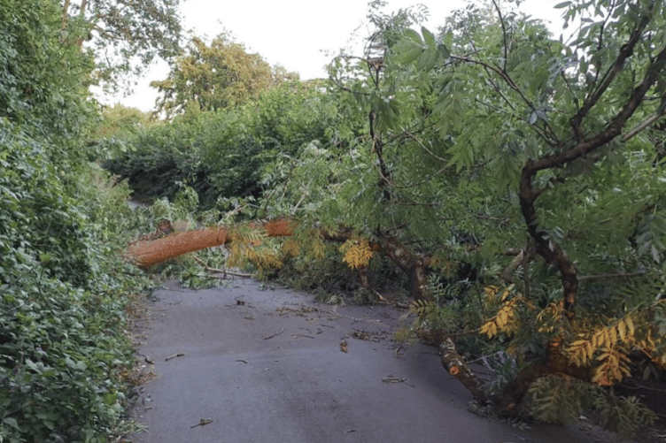 Tree in Dawlish felled by Storm Antoni