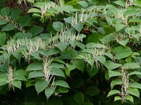 Concern at spread of Japanese knotweed