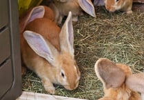 Shock as pet rabbits dumped on roadside 