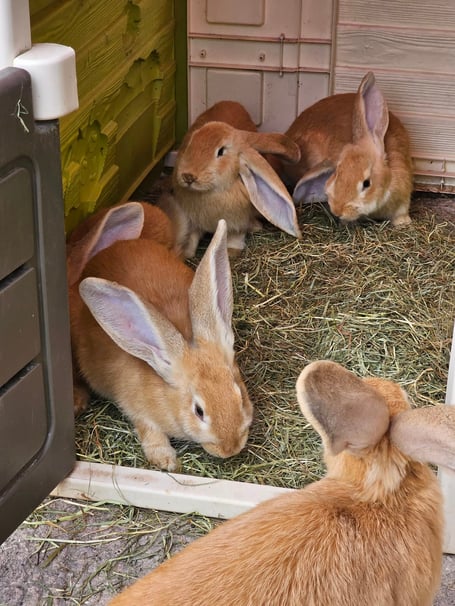 dumped rabbits