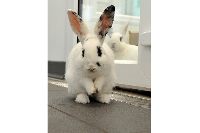 Paws for thought - rabbits at the centre looking for new homes
