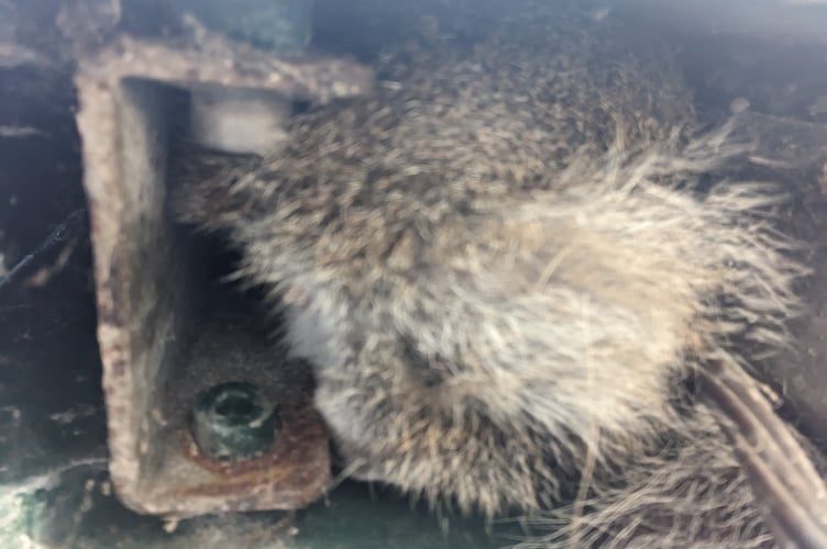 A view of the squirrel stuck in the bus shelter panel.