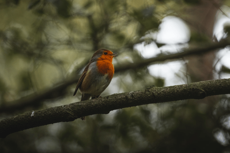 Wildlife stock image