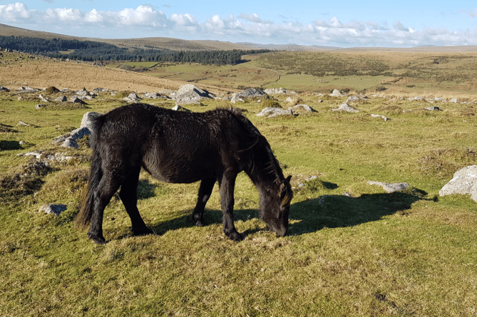 Dartmoor pony stock image 