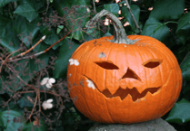 Don't dump pumpkins in Stover park plea