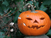 Don't dump pumpkins in Stover park plea